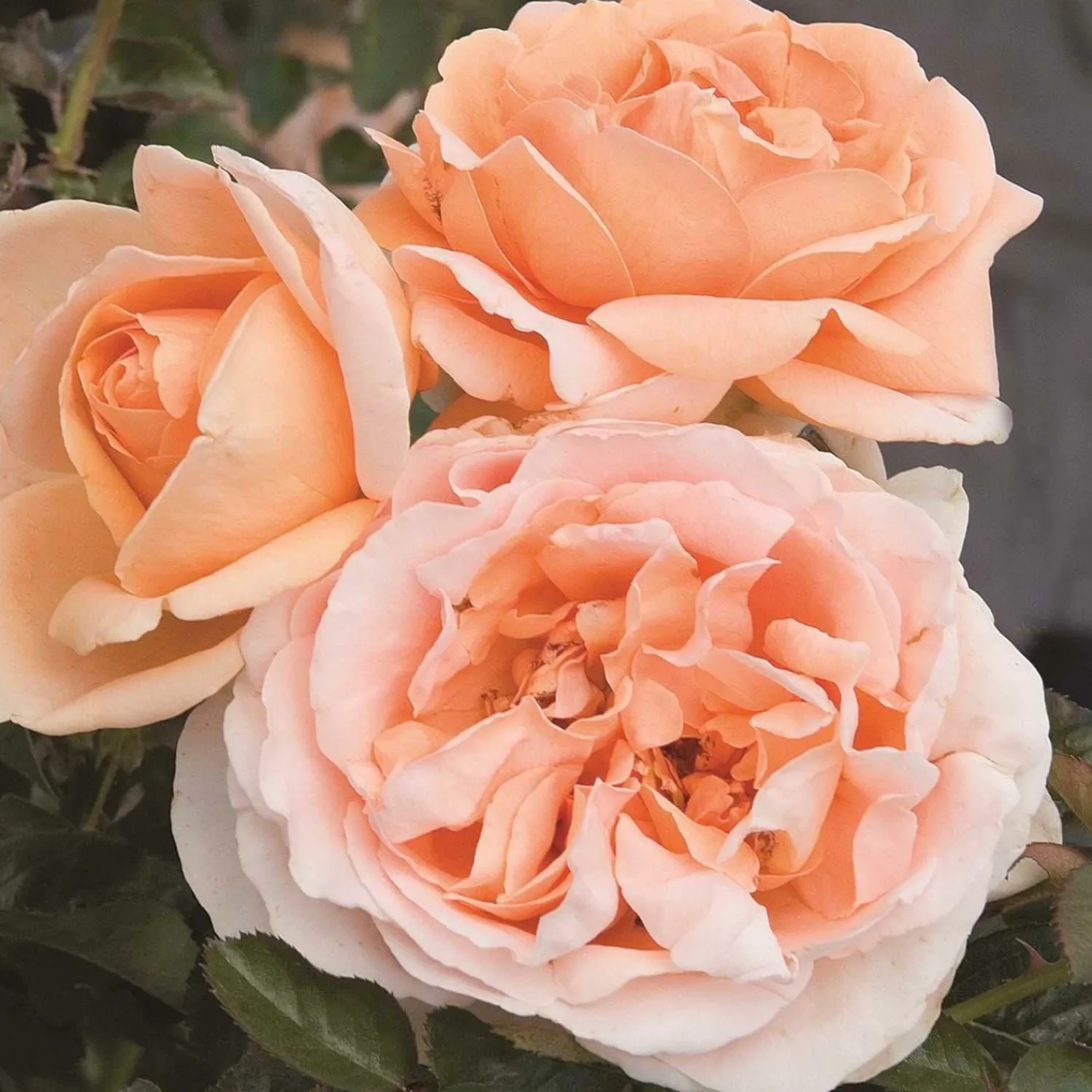 abbaye_de_cluny___gallon_0.webp Abbaye De Cluny - 5 Gallon>Roger's Gardens Flash Sale