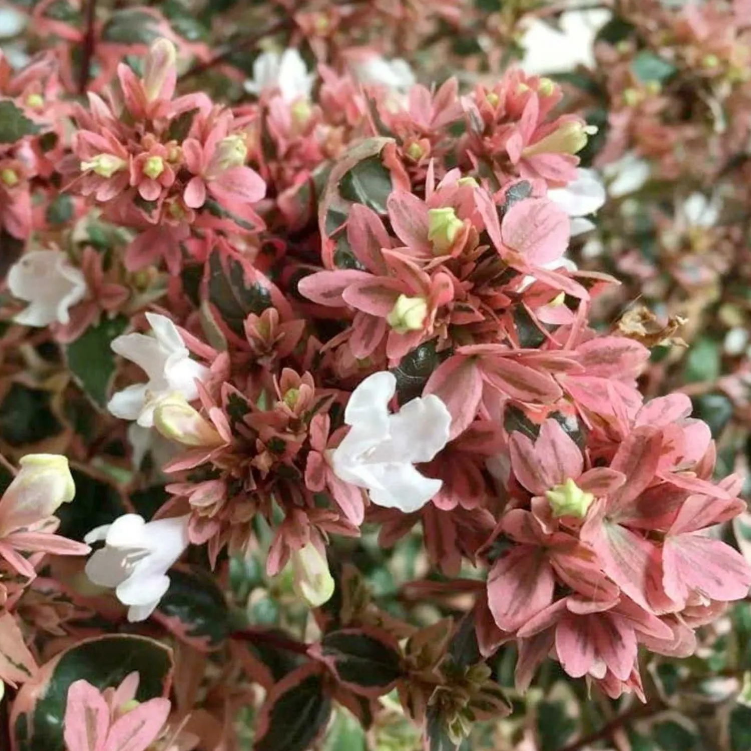 abelia_magic_daydream_pp__magic_daydream_abelia___gallon_0-1.webp Abelia 'Magic Daydream' Pp - Magic Daydream Abelia - 2 Gallon>Roger's Gardens Best