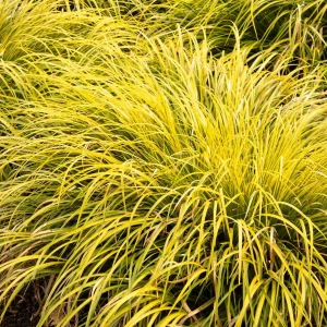 Acorus 'Ogon' - Acorus Ogon - 1 Gallon>Roger's Gardens Clearance
