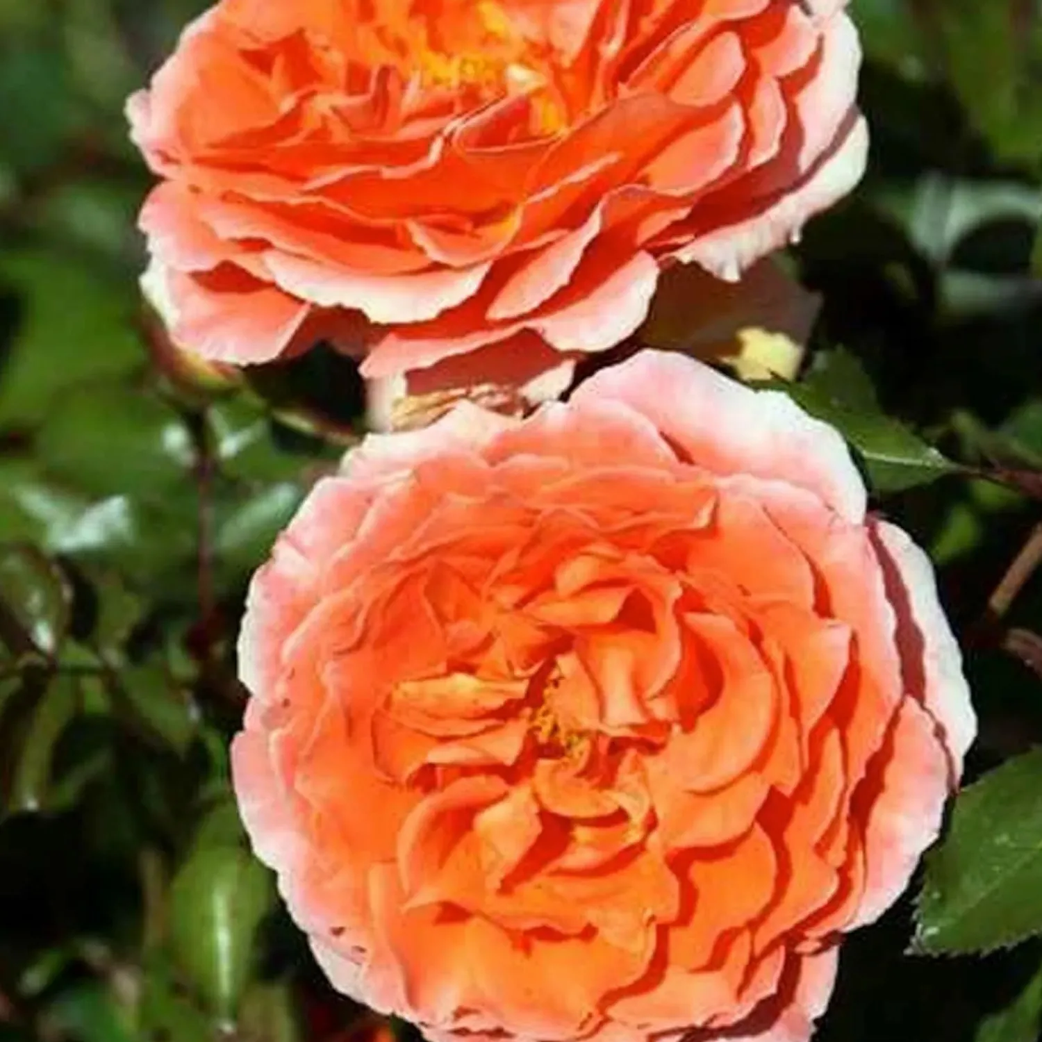 adobe_sunrise___gallon_0.webp Adobe Sunrise - 5 Gallon>Roger's Gardens Sale