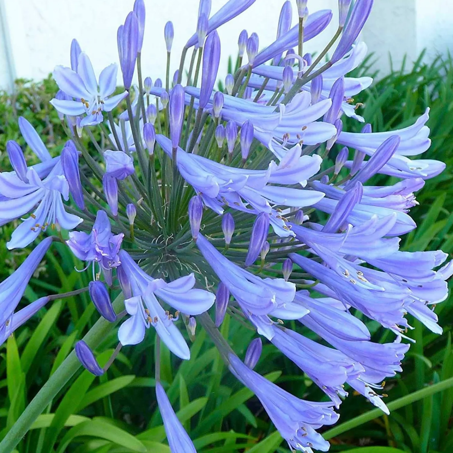 agapanthus_africanus__agapanthus___gallon_0.webp Agapanthus Africanus - Agapanthus - 5 Gallon>Roger's Gardens Cheap