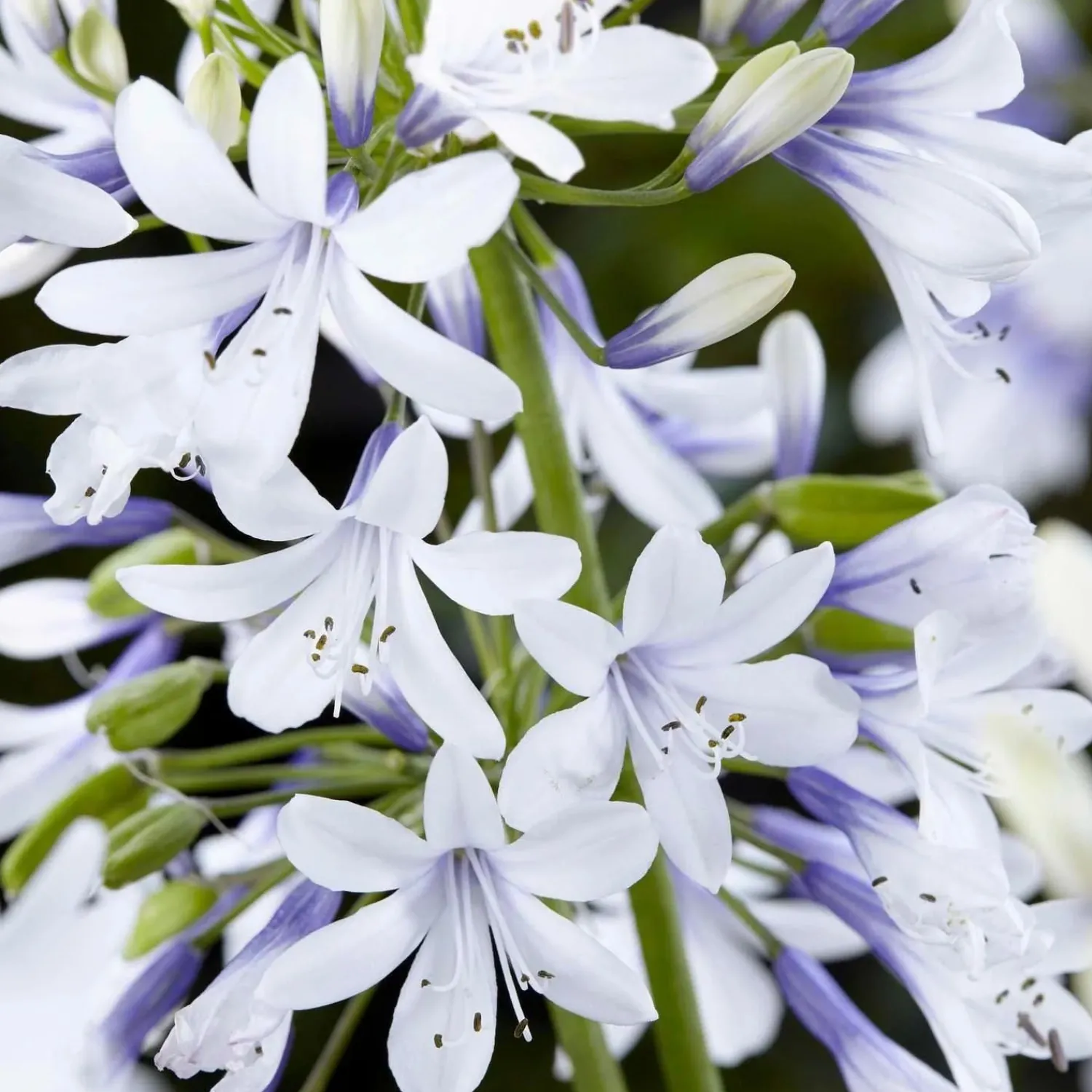 agapanthus_twister_pp__twister_agapanthus___gallon_0.webp Agapanthus 'Twister' Pp - Twister Agapanthus - 2 Gallon>Roger's Gardens Sale