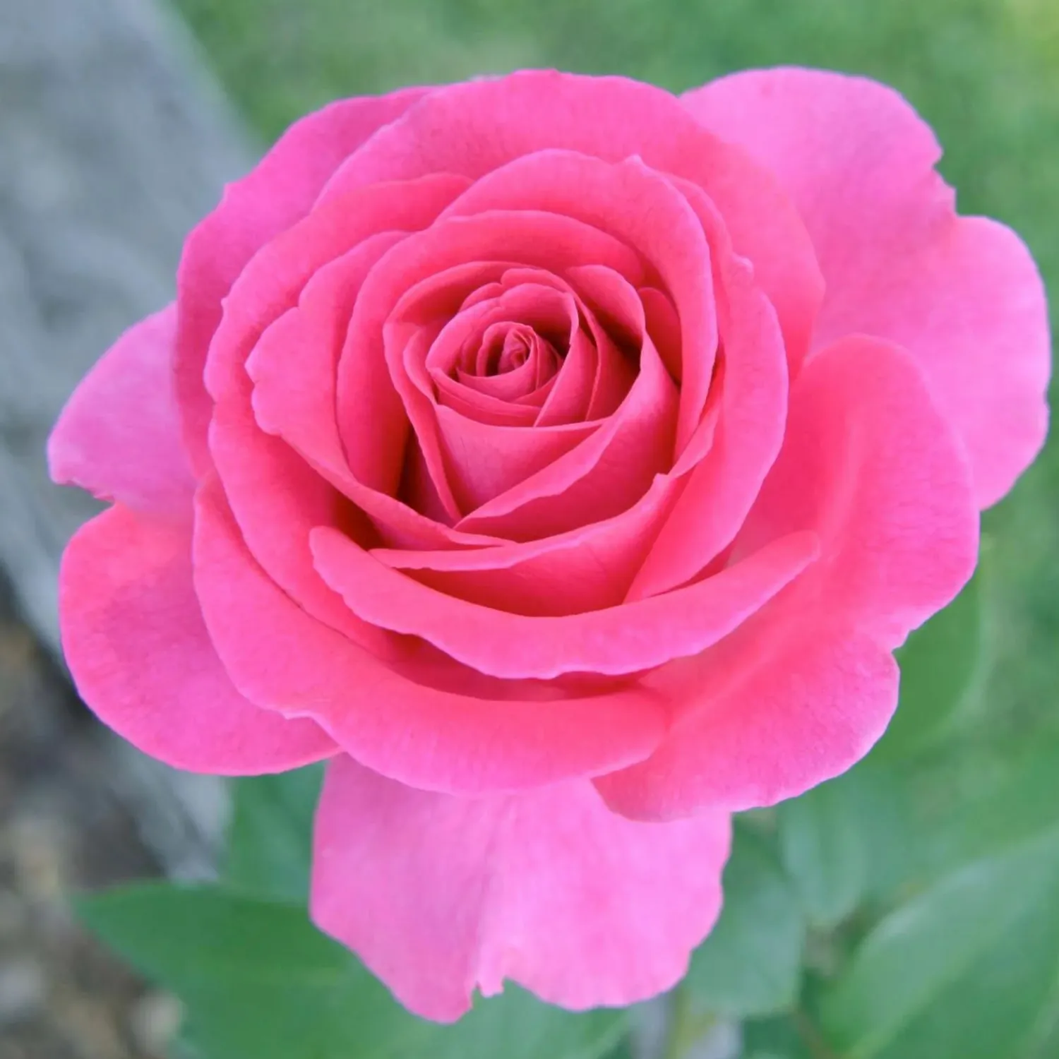 all_my_loving___gallon_0.webp All My Loving - 5 Gallon>Roger's Gardens Clearance