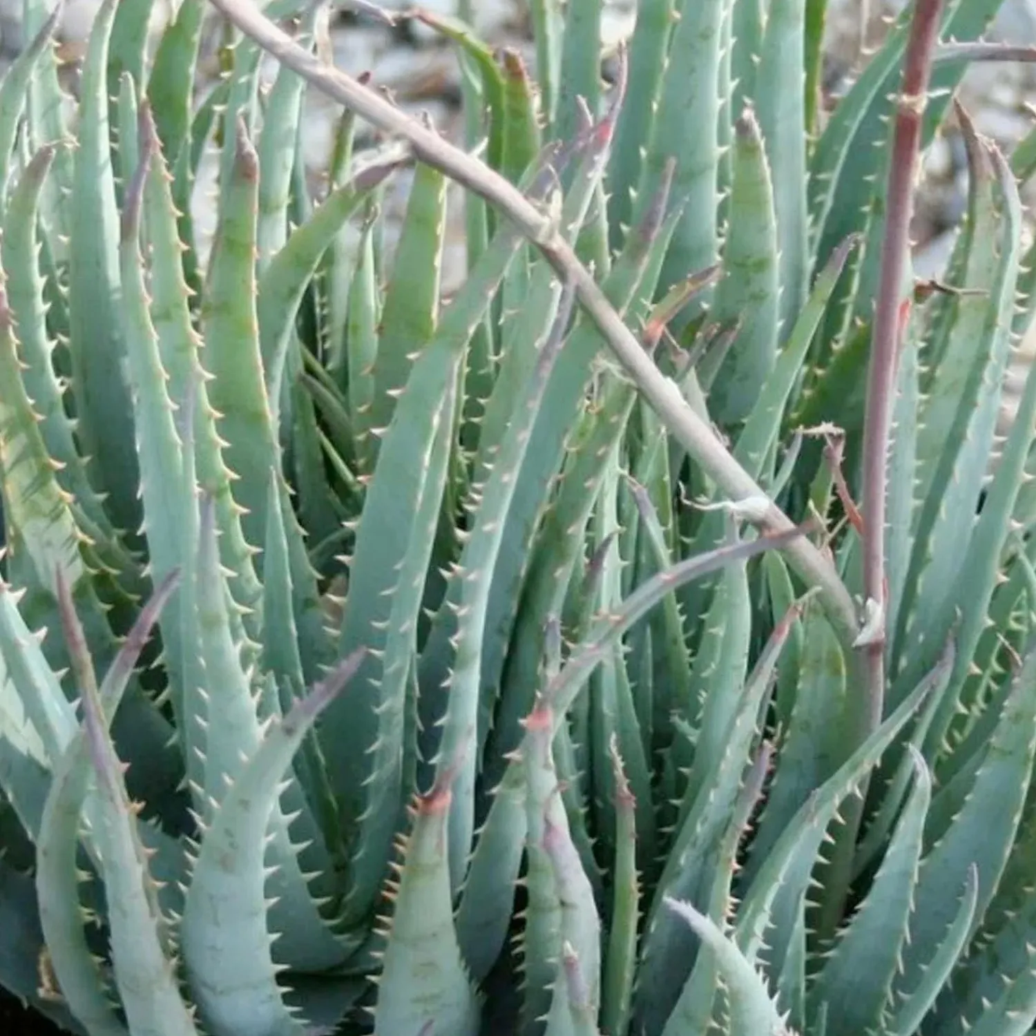 aloe_blue_elf__blue_elf_aloe___gallon_0.webp Aloe 'Blue Elf' - Blue Elf Aloe - 1 Gallon>Roger's Gardens Online