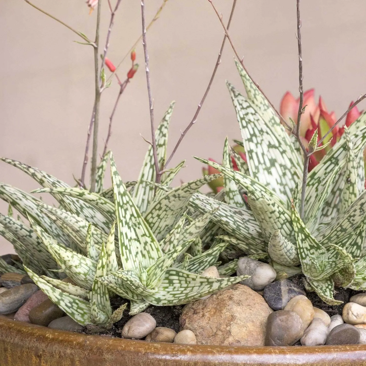 aloe_guido__retro_succulents_guido_aloe___gallon_0.webp Aloe 'Guido'® - Retro Succulents Guido Aloe - 1 Gallon>Roger's Gardens Shop