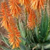 Aloe 'safari Orange' Pp - Safari Orange Aloe - 2 Gallon>Roger's Gardens Hot