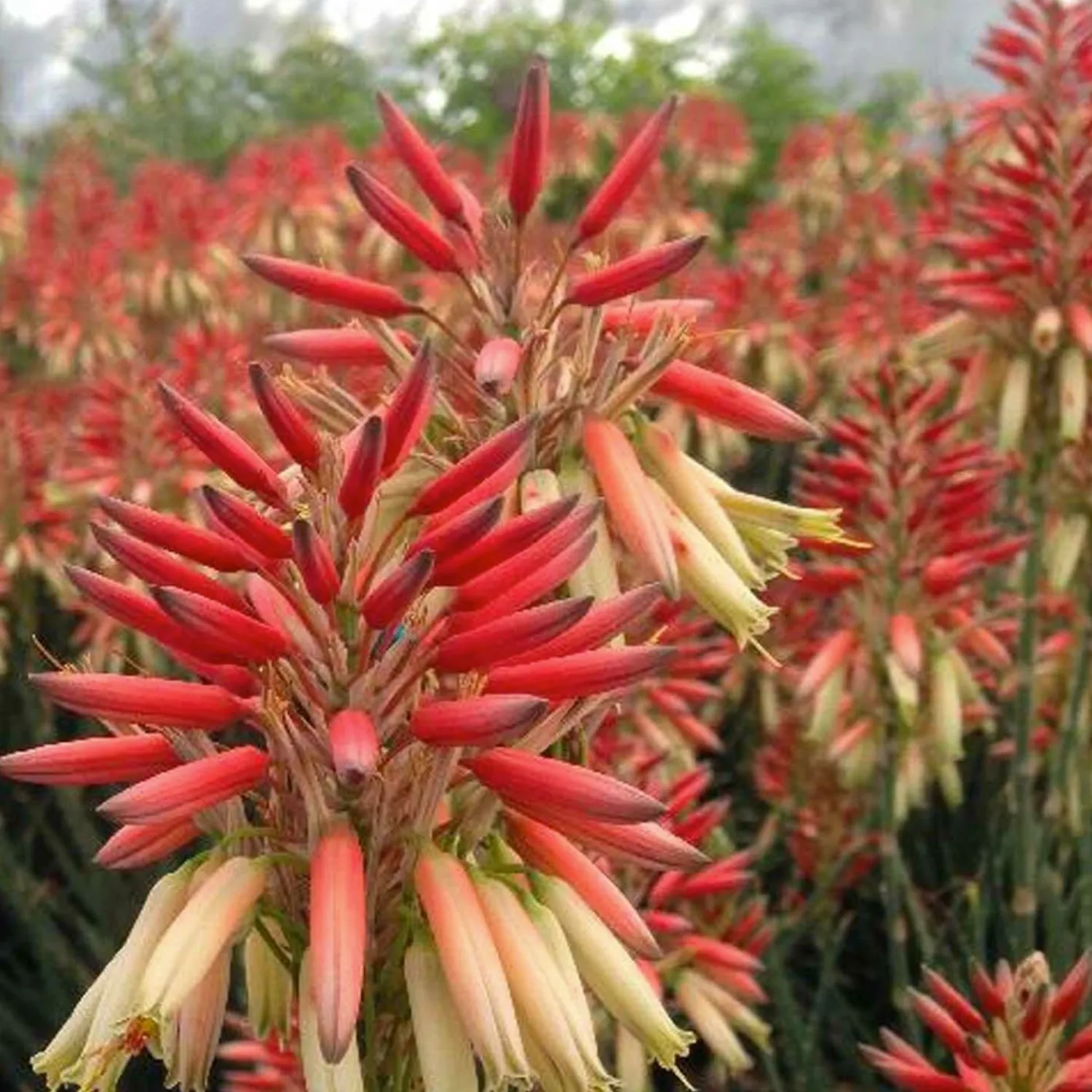 aloe_safari_sunrise_pp__safari_sunset_aloe___gallon_0.webp Aloe 'safari Sunrise' Pp - Safari Sunset Aloe - 1 Gallon>Roger's Gardens Cheap