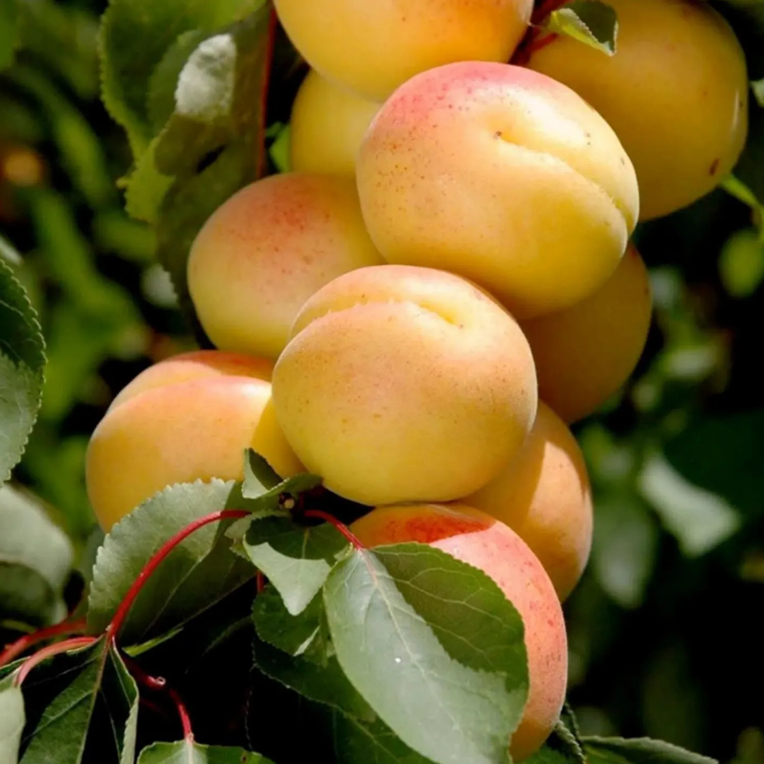 apricot_katy__stdroot___gallon_0-1.webp Apricot 'Katy' - Std.Root - #5 Gallon>Roger's Gardens Sale