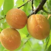 Apricot 'Moorpark' - Semi-Dwarf - #5 Gallon>Roger's Gardens Flash Sale