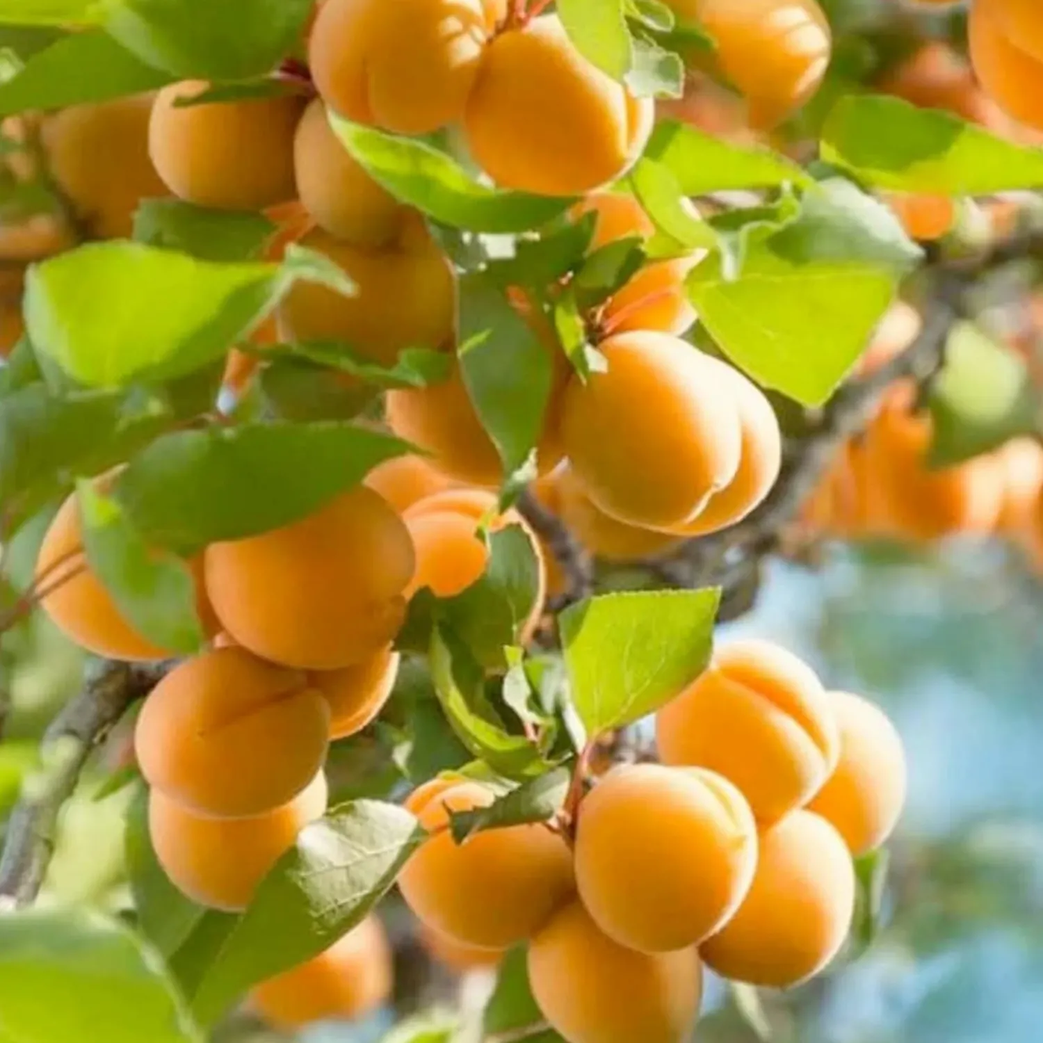 apricot_tropic_gold__semidwarf___box_0.webp Apricot 'Tropic Gold' - Semi-Dwarf - 24" Box>Roger's Gardens Best