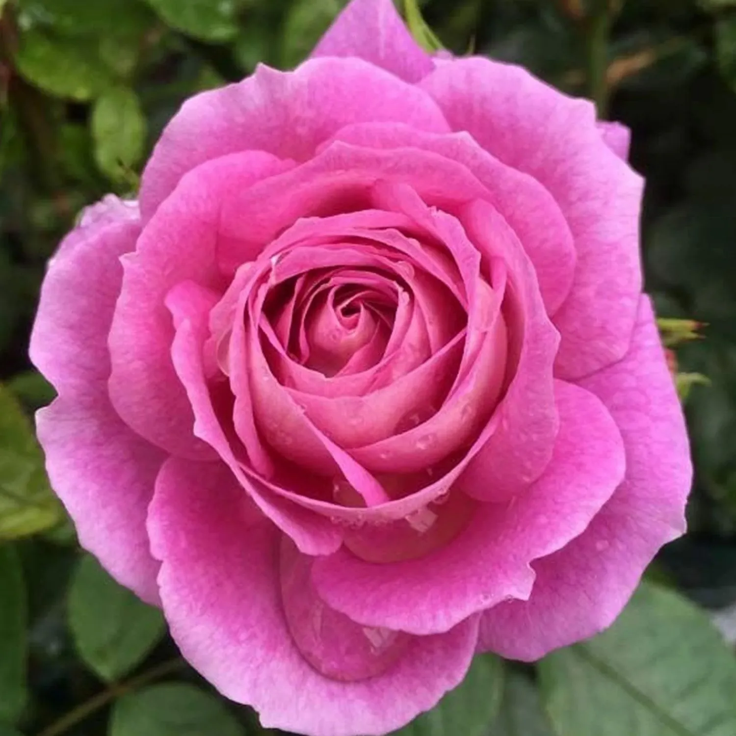 arctic_blue___gallon_0.webp Arctic Blue - 5 Gallon>Roger's Gardens Cheap