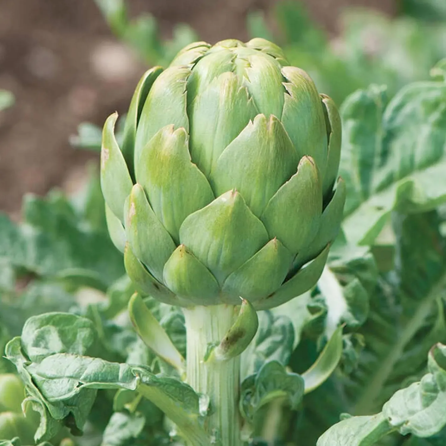 artichoke_imperial_star___gallon_0.webp Artichoke 'Imperial Star' - #2 Gallon>Roger's Gardens Best