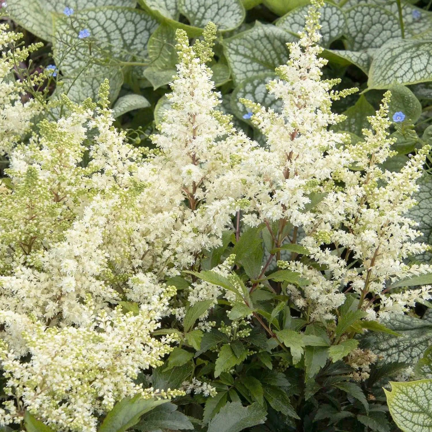 astilbe_happy_day__happy_day_astilbe___gallon_0.webp Astilbe 'Happy Day' - Happy Day Astilbe - 1 Gallon>Roger's Gardens Outlet