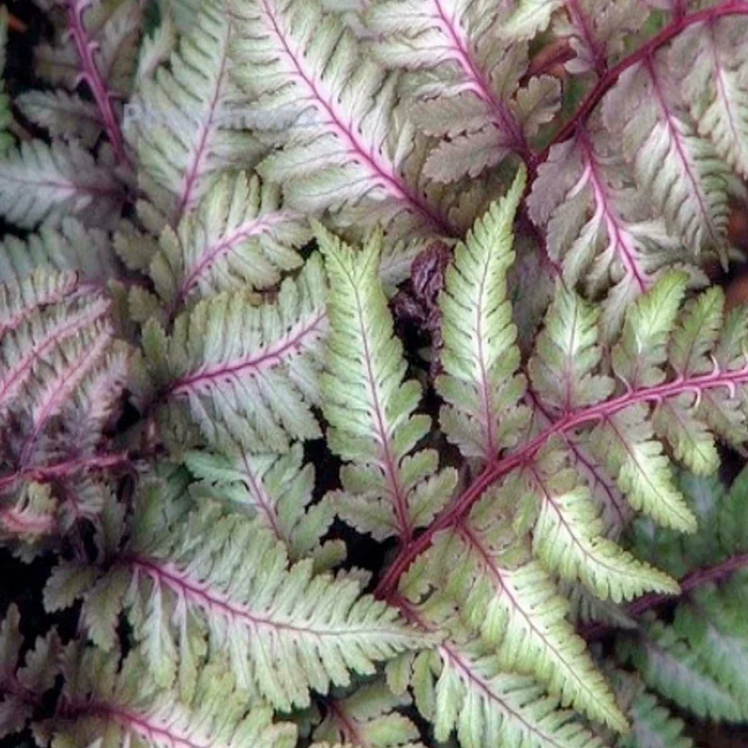 athyrium_regal_red__regal_red_japanese_painted_fern___gallon_0.webp Athyrium 'Regal Red' - Regal Red Japanese Painted Fern - 1 Gallon>Roger's Gardens Outlet