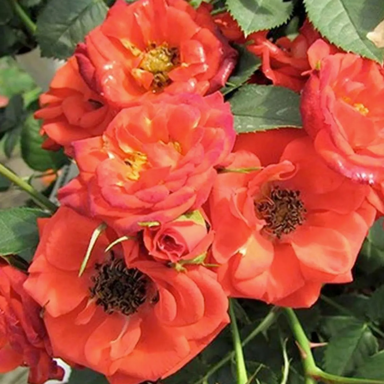 autumn_sunblaze__mini___gallon_0.webp Autumn Sunblaze - Mini - 3 Gallon>Roger's Gardens Clearance