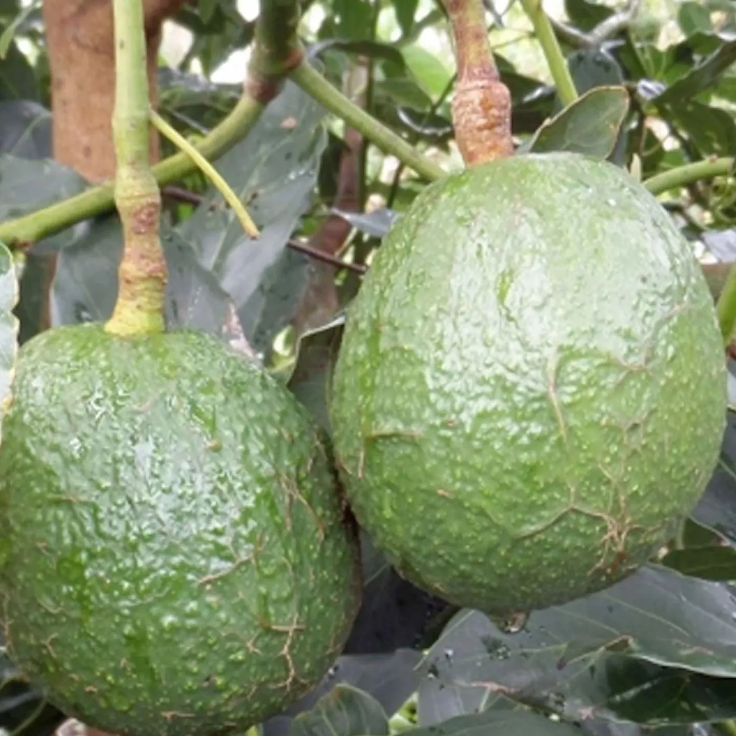 avocado_carmenhass___gallon_0.webp Avocado 'Carmen-Hass' - #5 Gallon>Roger's Gardens New