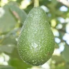 Avocado 'Edranol' - #5 Gallon>Roger's Gardens Best