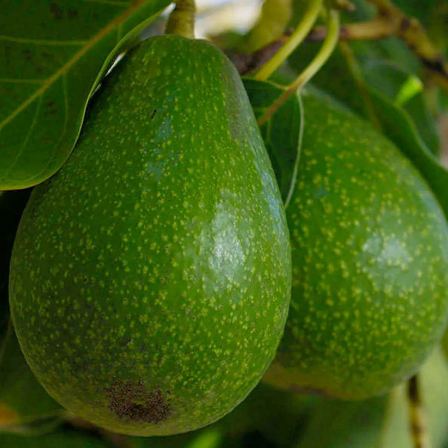 avocado_fuerte___gallon_0.webp Avocado 'Fuerte' - #5 Gallon>Roger's Gardens Flash Sale