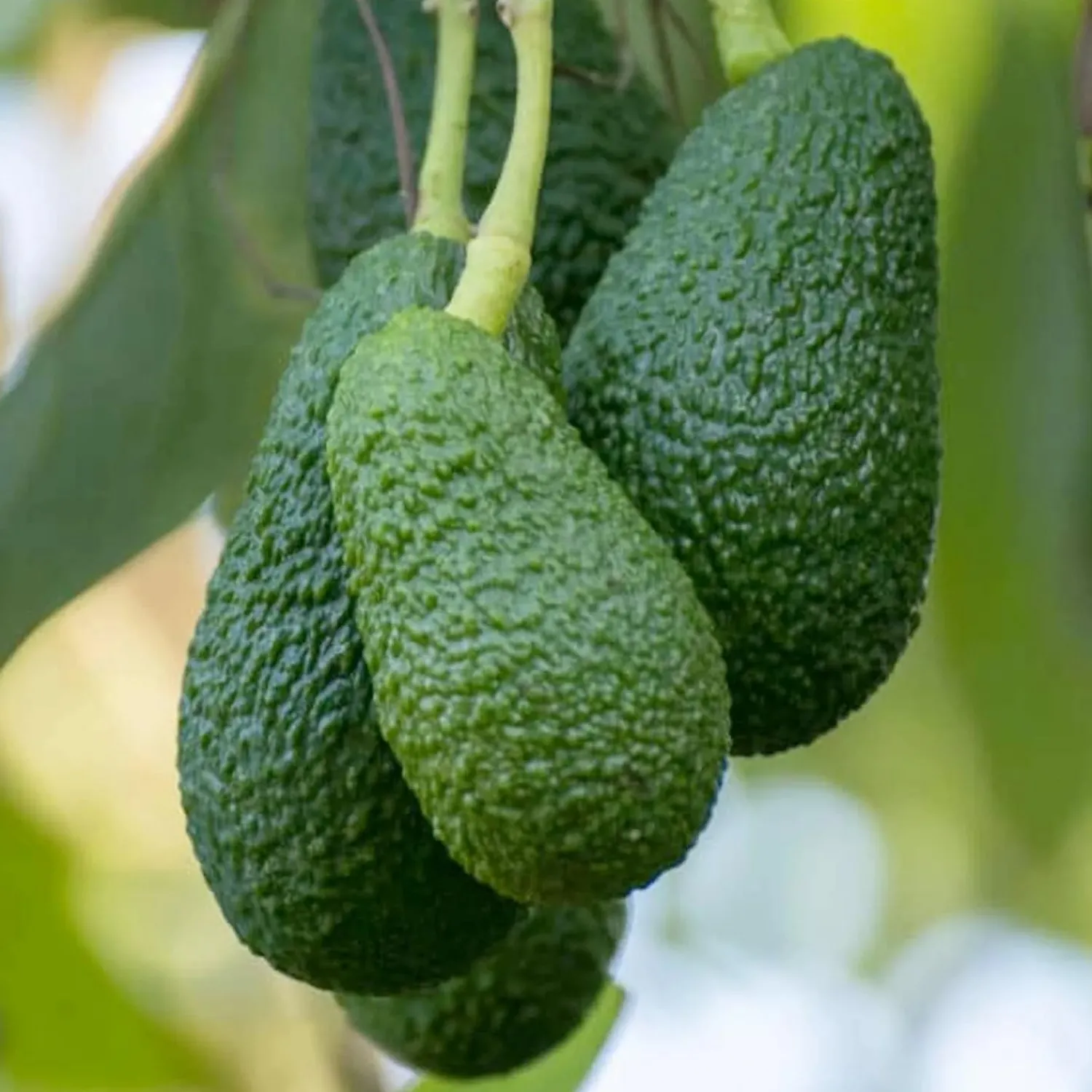avocado_hass_on_toro_canyon___box_0.webp Avocado 'Hass On Toro Canyon' - 24" Box>Roger's Gardens Store