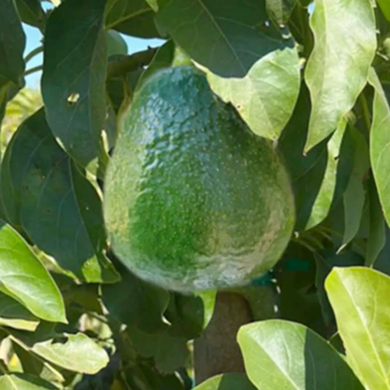 avocado_holiday_dwarf___gallon_0.webp Avocado 'Holiday (Dwarf)' - #5 Gallon>Roger's Gardens Hot