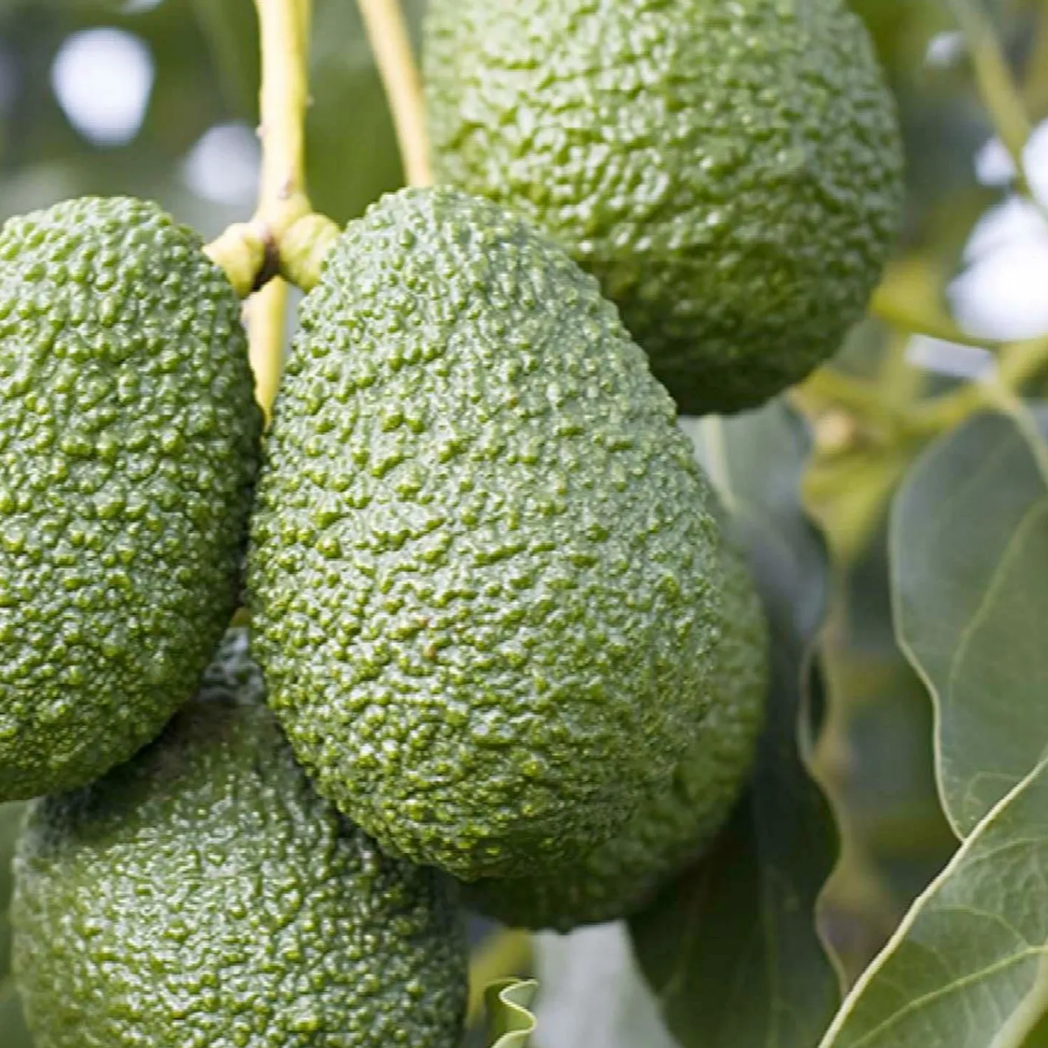 avocado_lamb_hass___gallon_0.webp Avocado 'Lamb Hass' - #5 Gallon>Roger's Gardens Cheap