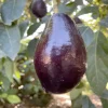 Avocado 'Mexicola' - #5 Gallon>Roger's Gardens Sale