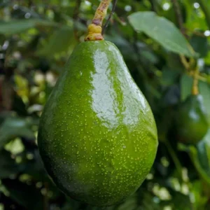 Avocado 'sir Prize' - #5 Gallon>Roger's Gardens Shop