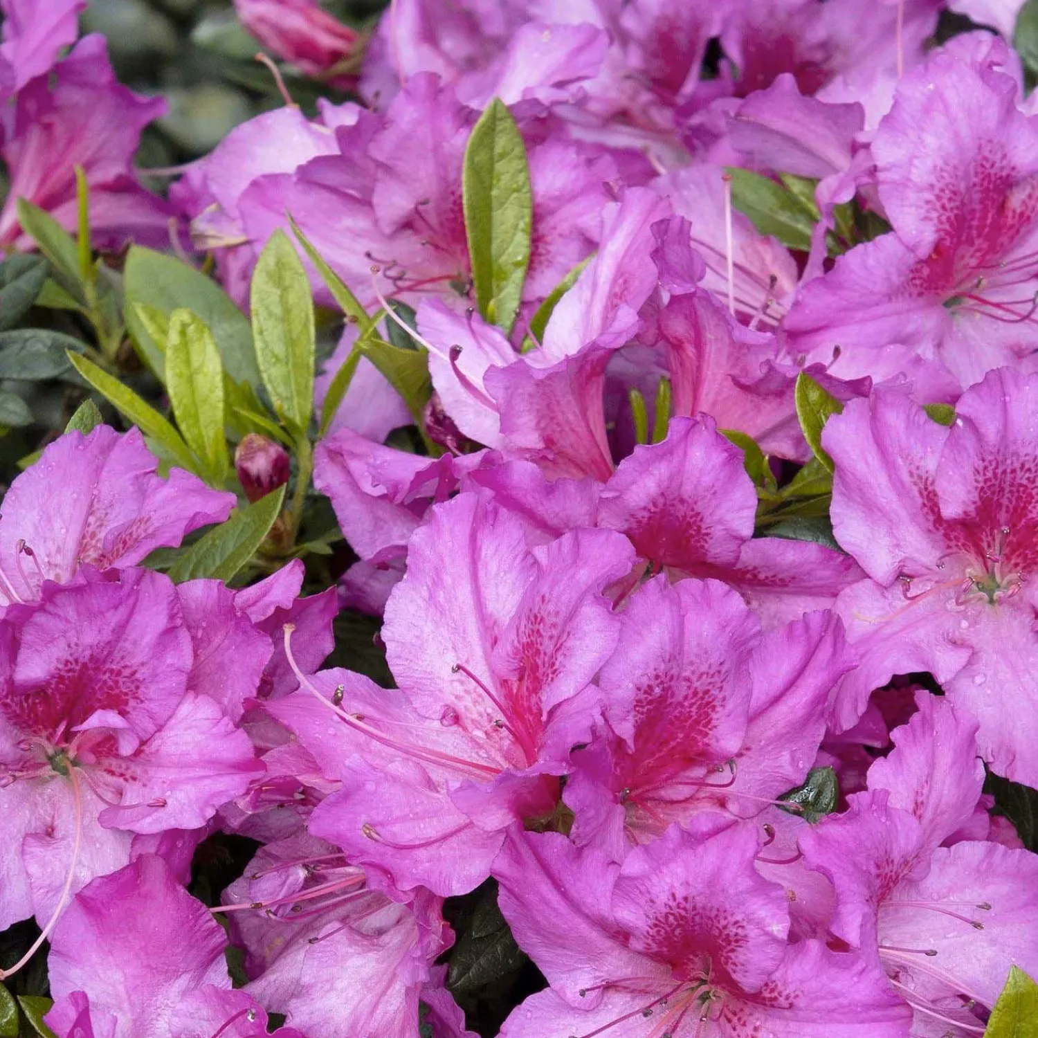 azalea_dbl_shot_grape_pp__double_shot_grape_azalea___gallon_0.webp Azalea 'Dbl Shot Grape'® Pp - Double Shot Grape Azalea - 2 Gallon>Roger's Gardens Cheap