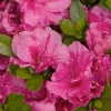 Azalea 'Dbl Shot Watermelon'® Pp - Double Shot Watermelon Azalea - 2 Gallon>Roger's Gardens Discount