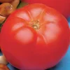 Beefmaster - 4" Pot>Roger's Gardens Cheap