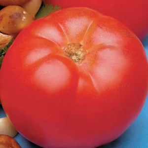 Beefmaster - 4" Pot>Roger's Gardens Cheap