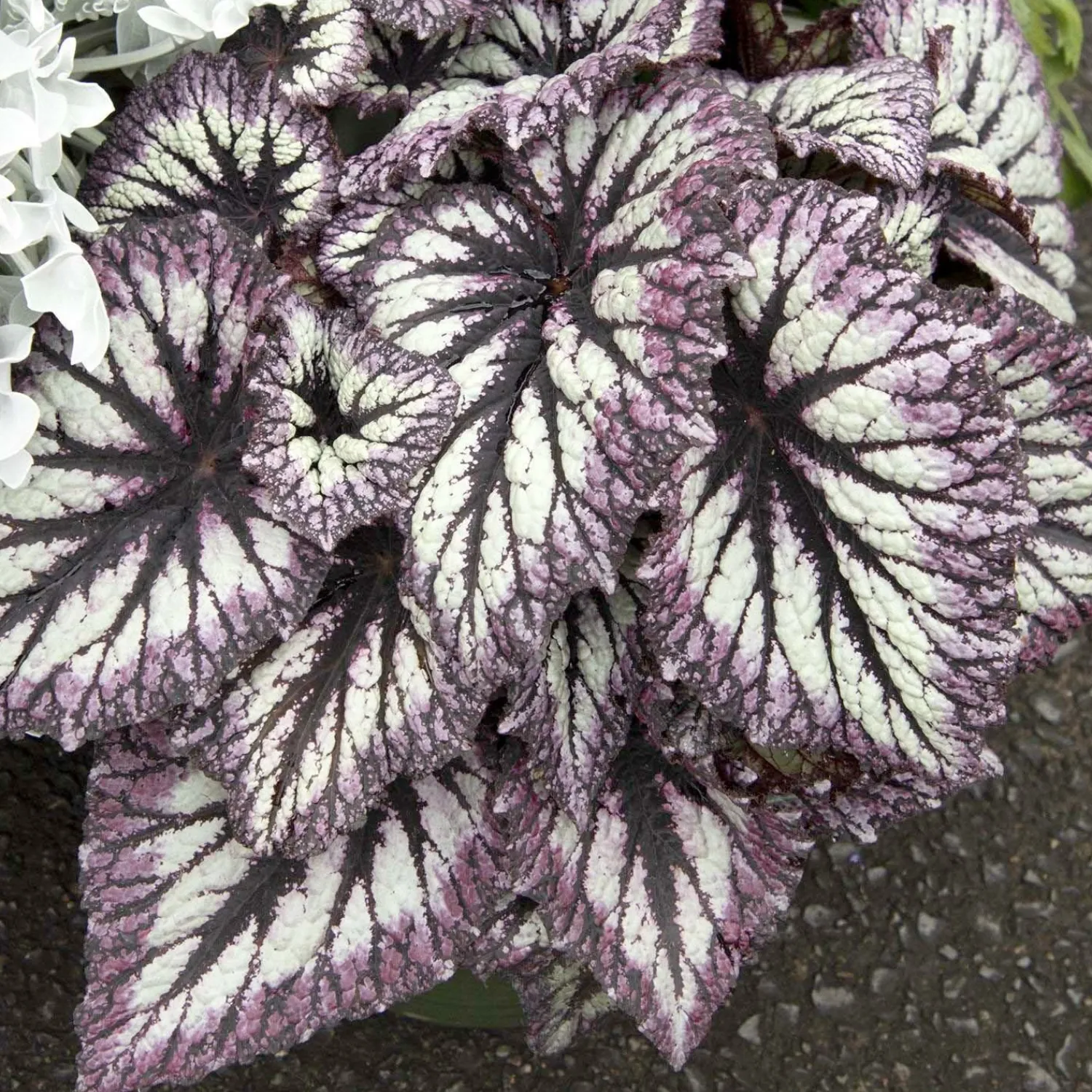 begonia_fireworks__fireworks_rex_begonia___gallon_0.webp Begonia 'Fireworks' - Fireworks Rex Begonia - 2 Gallon>Roger's Gardens Best Sale