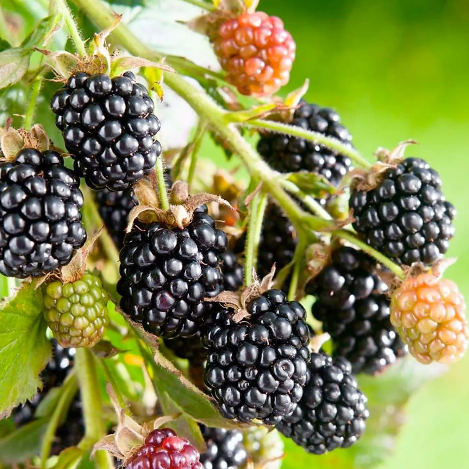 berry_blackberry_black_satin_thornless___gallon_0.webp Berry Blackberry 'Black Satin' (Thornless) - #2 Gallon>Roger's Gardens Sale
