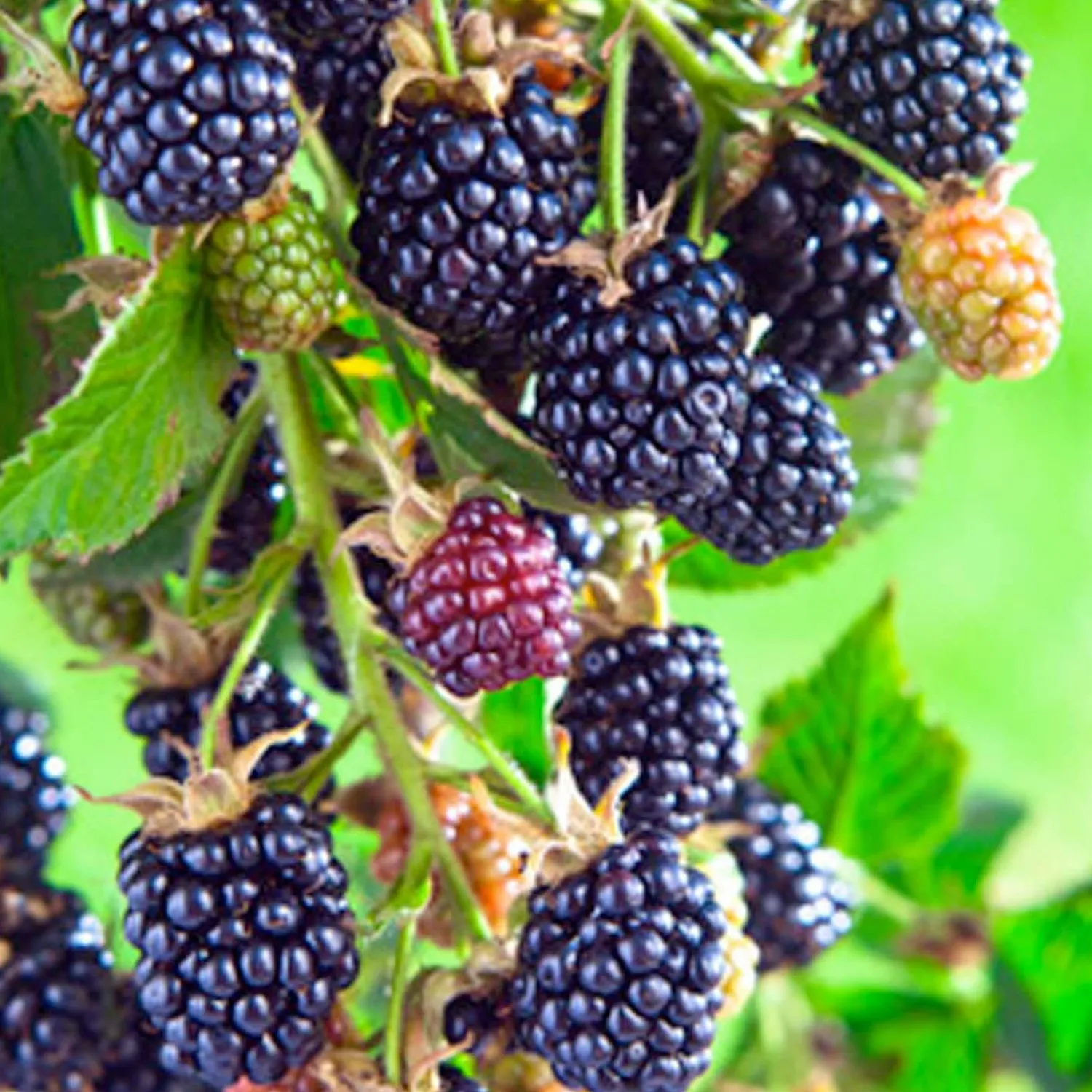 berry_blackberry_olallie___gallon_0.webp Berry Blackberry 'Olallie' - #2 Gallon>Roger's Gardens Flash Sale