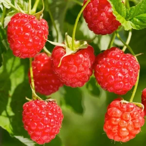 Berry Raspberry Red 'Red Heritage' - #2 Gallon>Roger's Gardens Sale