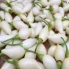 Biquinho White - 4" Pot>Roger's Gardens Flash Sale