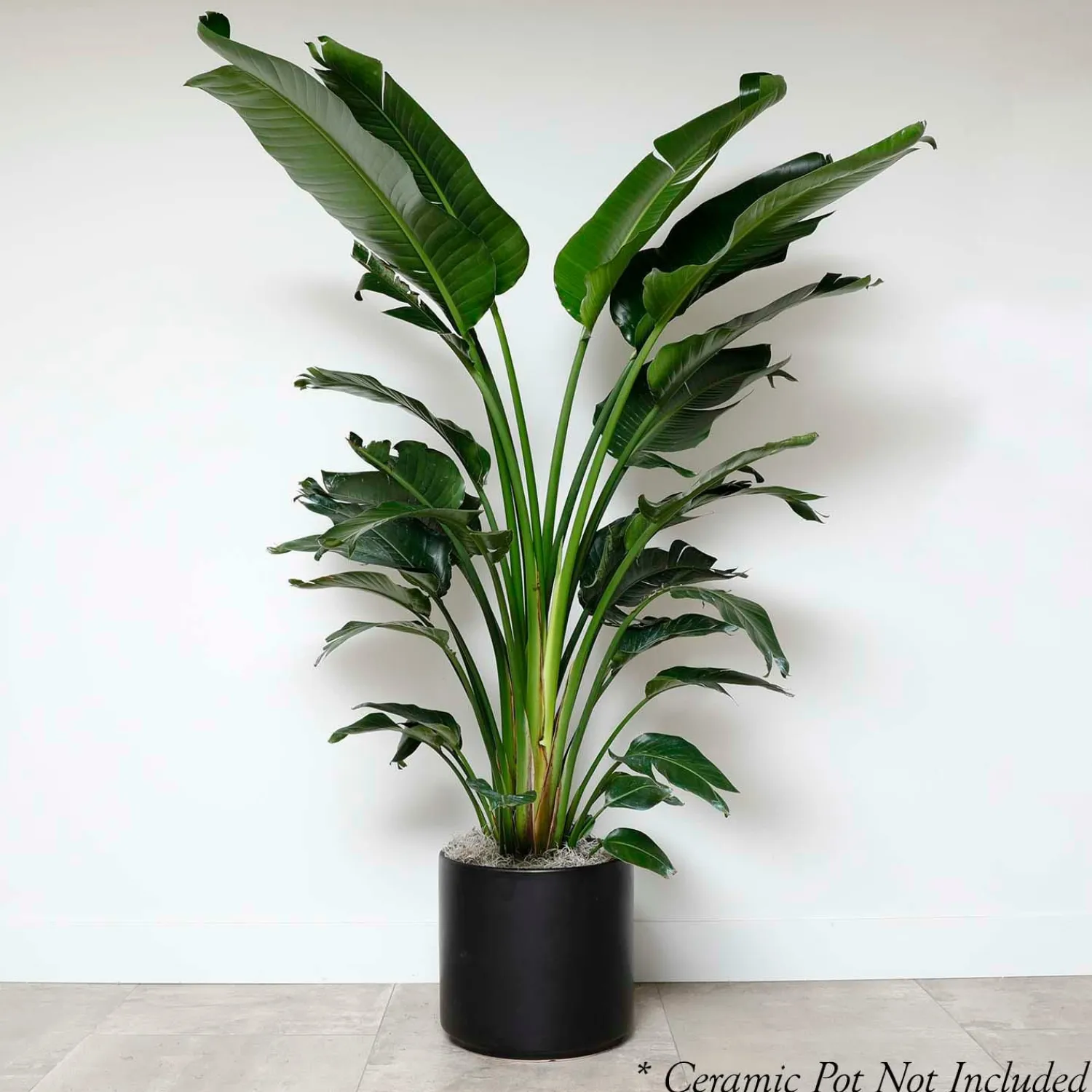 bird_of_paradise__strelitzia_nicolai__in_0-1.webp Bird Of Paradise - Strelitzia Nicolai - 14In>Roger's Gardens Best Sale