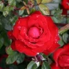 Black Cherry - 5 Gallon>Roger's Gardens Outlet
