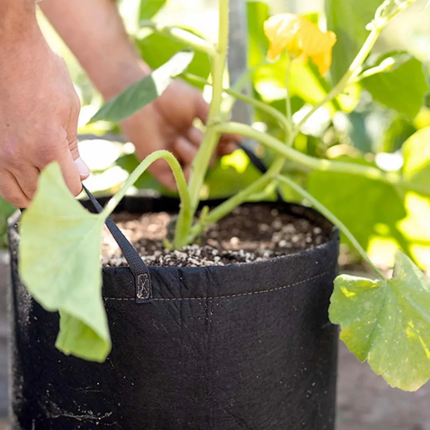 black_geopot_fabric_bag___gallon_2.webp Black Geopot Fabric Bag - 15 Gallon>Roger's Gardens New