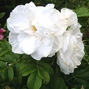 Blanc Double De Coubert - 5 Gallon>Roger's Gardens Flash Sale