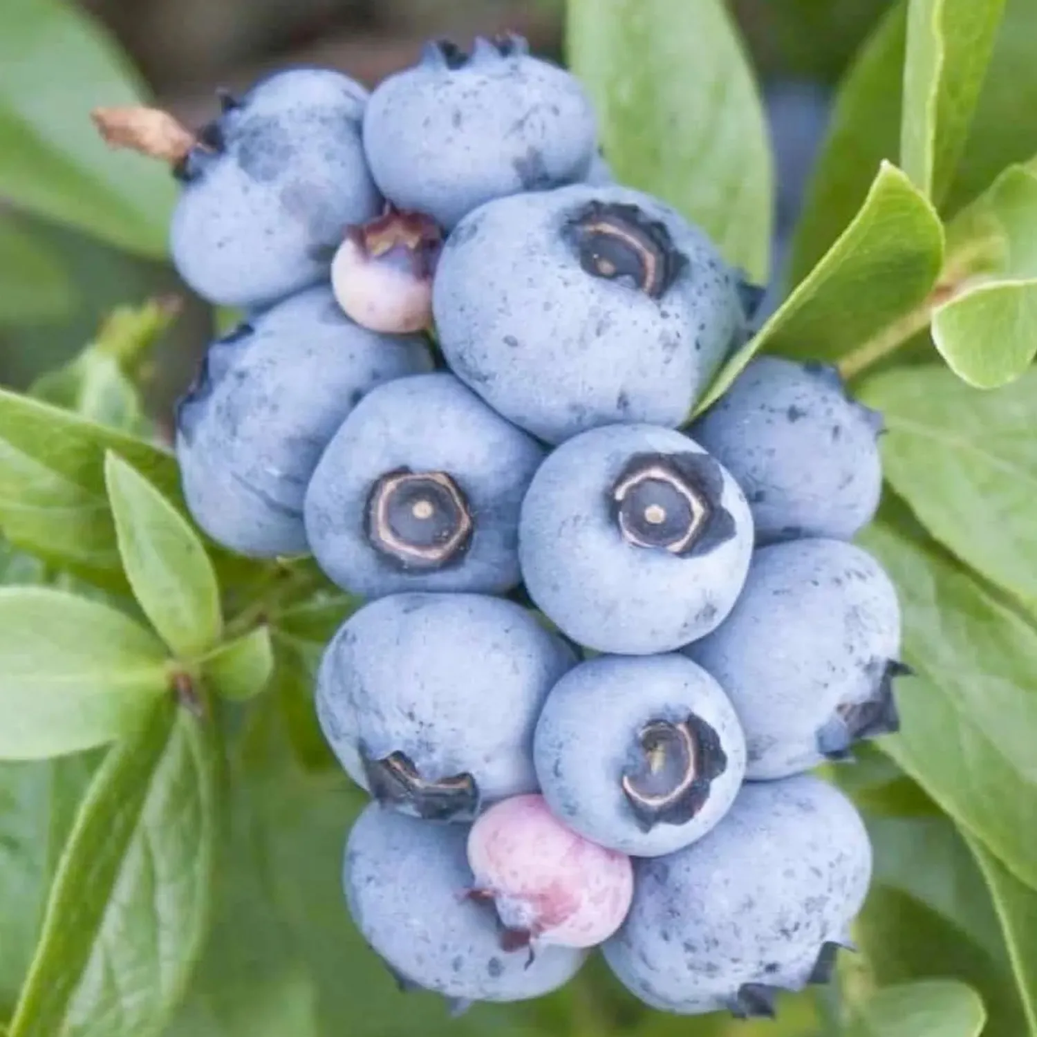 blueberry_emerald___gallon_0-1.webp Blueberry 'Emerald' - #5 Gallon>Roger's Gardens Flash Sale