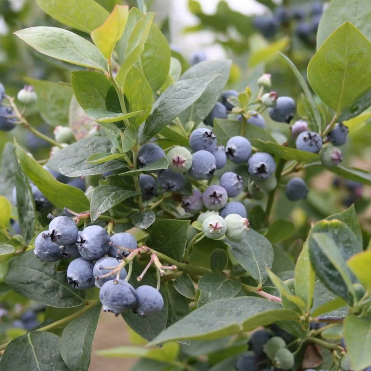 blueberry_jubilee_midseason___gallon_0-1.webp Blueberry 'Jubilee Midseason' - #2 Gallon>Roger's Gardens Cheap