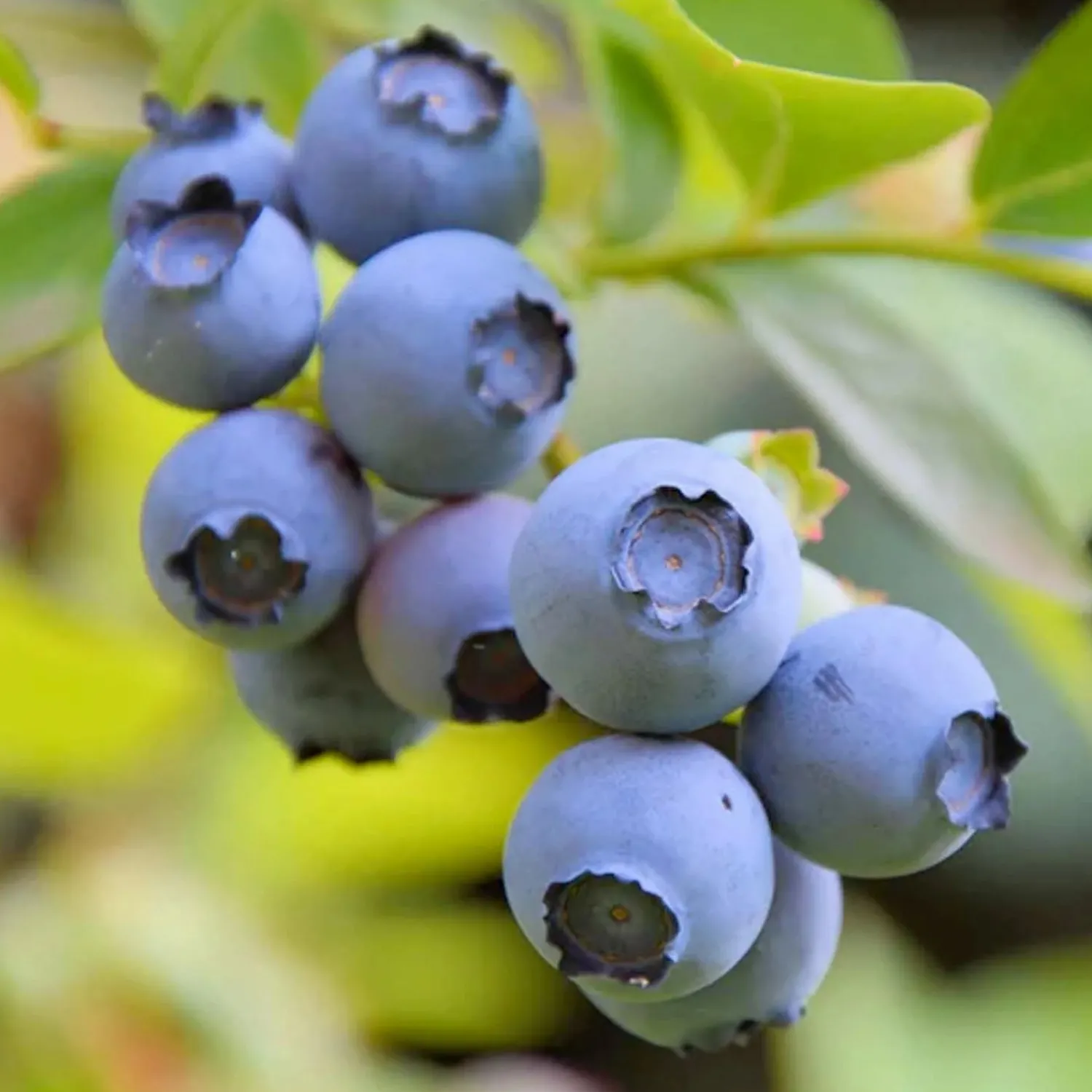 blueberry_star___gallon_0-1.webp Blueberry 'star' - #2 Gallon>Roger's Gardens Shop