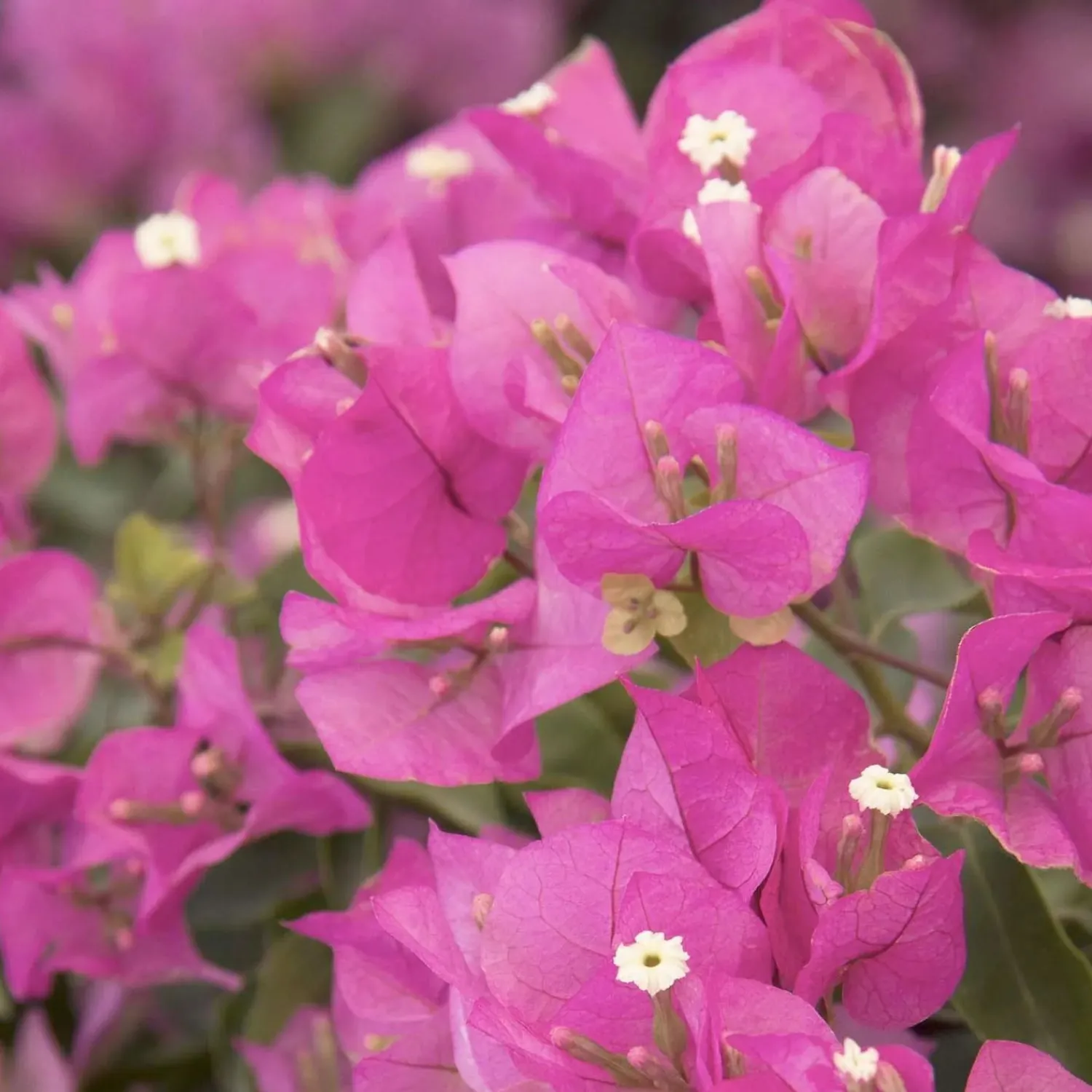 bougainvillea_texas_dawn__texas_dawn_bougainvillea___gallon_0.webp Bougainvillea 'Texas Dawn'™ - Texas Dawn Bougainvillea - 1 Gallon>Roger's Gardens New