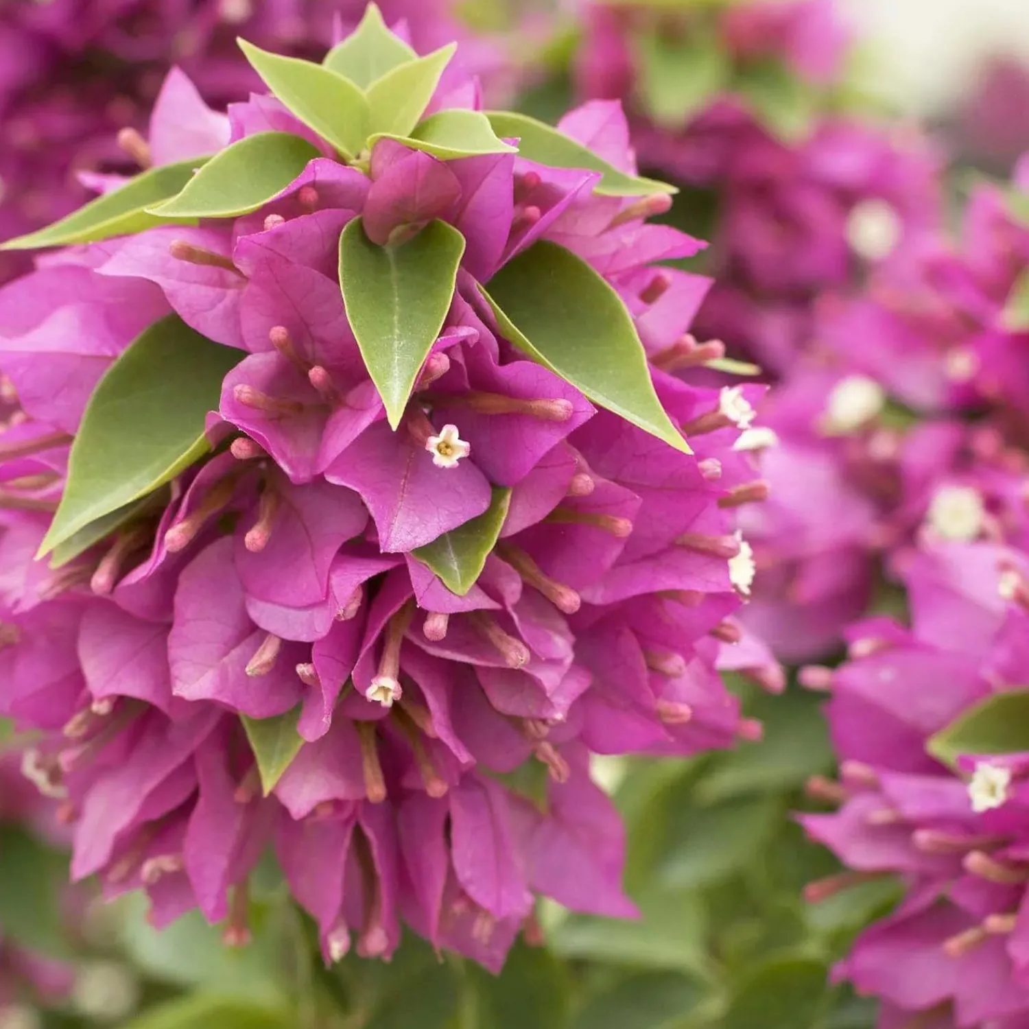 bougainvillea_torch_glow__torch_glow_bougainvillea___gallon_0.webp Bougainvillea 'Torch Glow' - Torch Glow Bougainvillea - 5 Gallon>Roger's Gardens Store