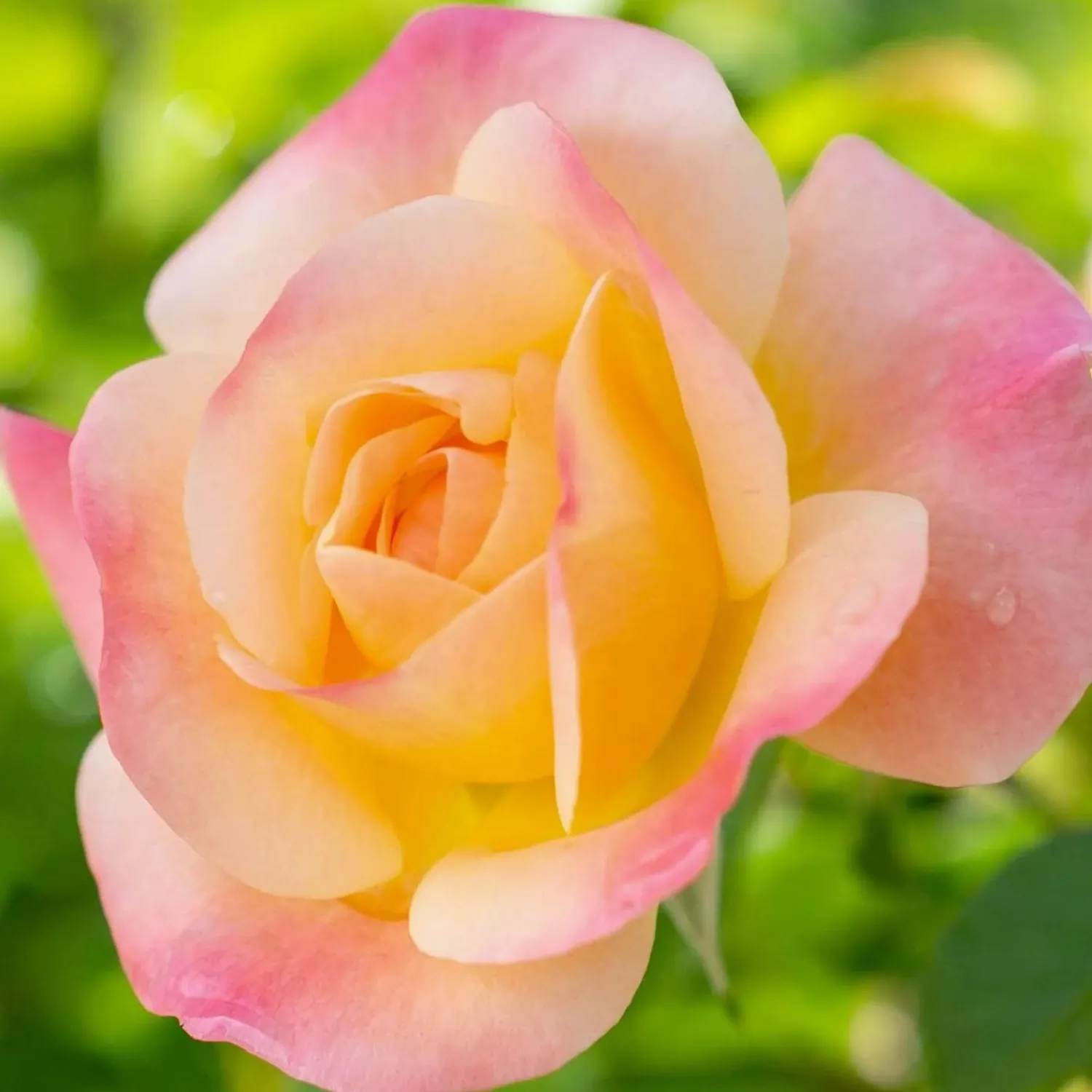 bright__shinny___gallon_0.webp Bright & Shinny - 5 Gallon>Roger's Gardens Flash Sale