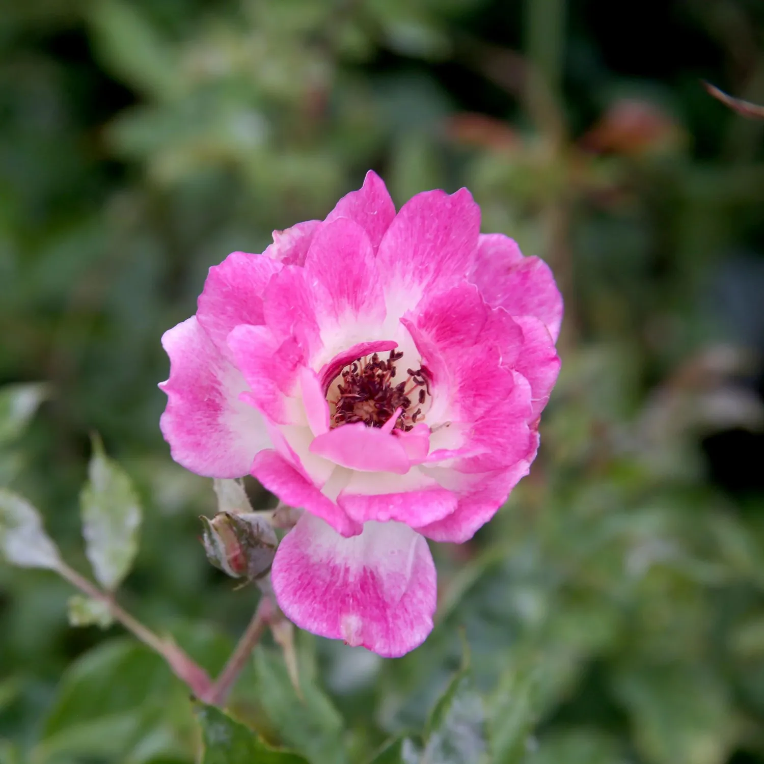 brilliant_pink_iceberg___gallon_0.webp Brilliant Pink Iceberg - 5 Gallon>Roger's Gardens Store