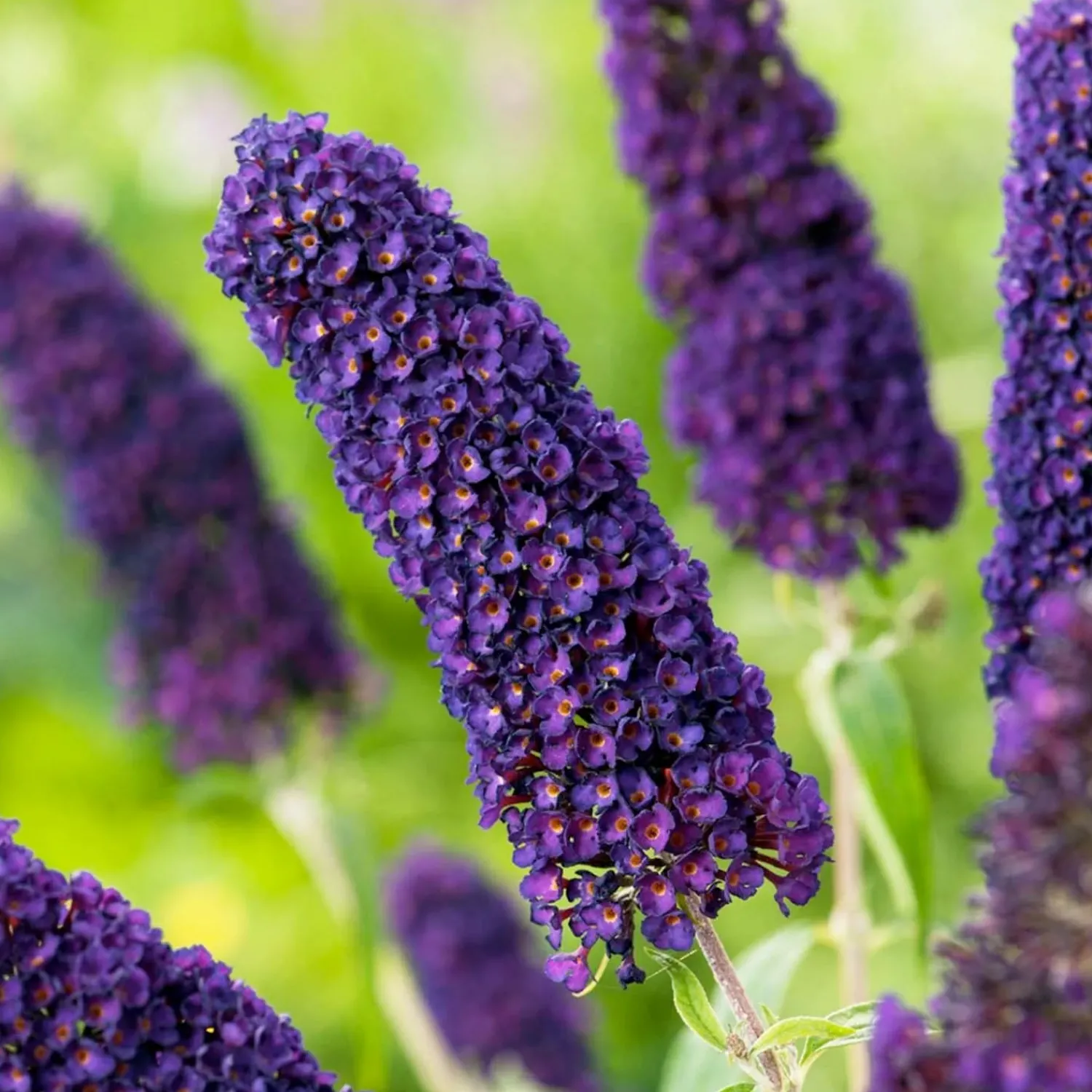 buddleja_black_knight__black_knight_butterfly_bush___gallon_0.webp Buddleja 'Black Knight' - Black Knight Butterfly Bush - 5 Gallon>Roger's Gardens Best Sale