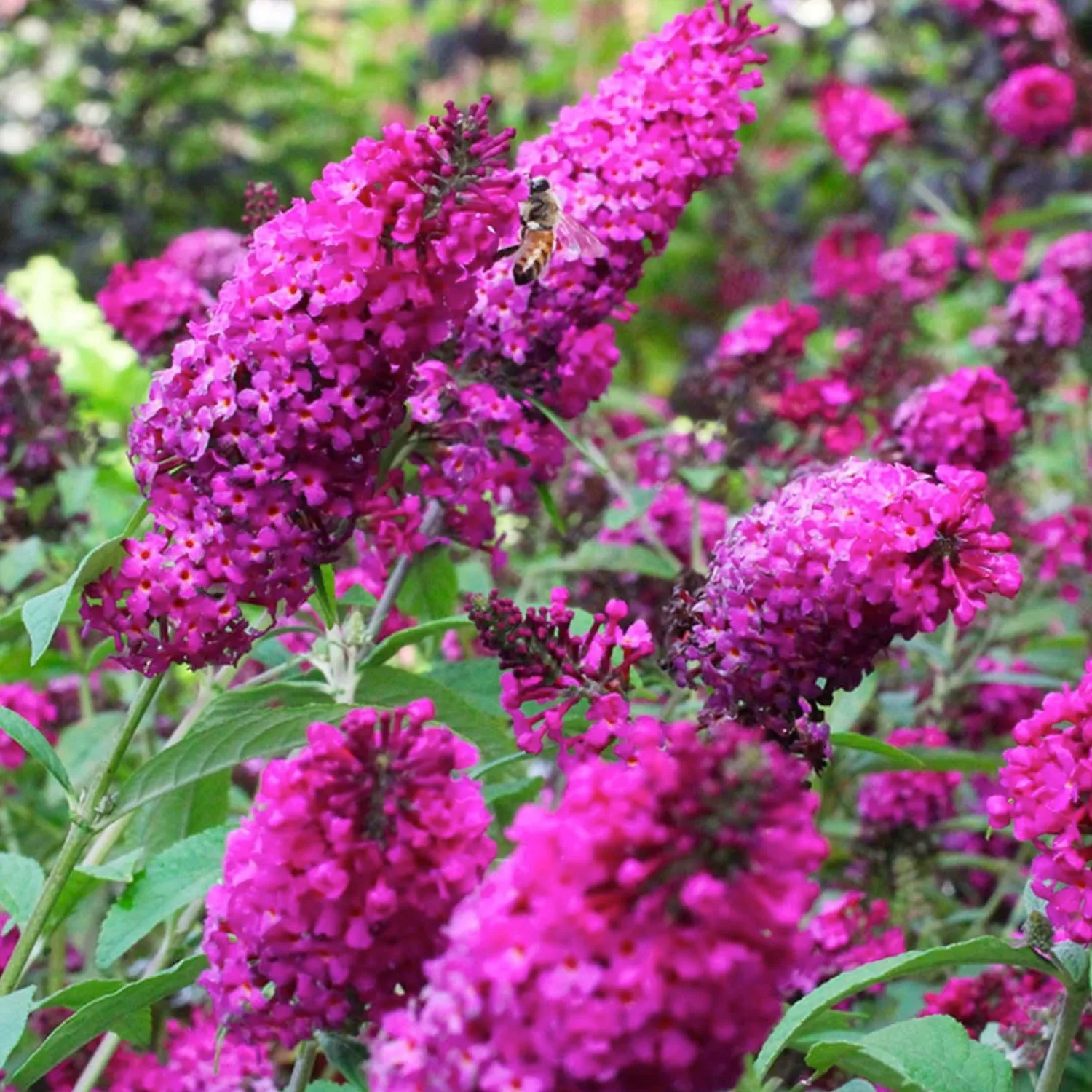 buddleja_miss_ruby_pp__butterfly_bush___gallon_0.webp Buddleja 'Miss Ruby' Pp - Butterfly Bush - 2 Gallon>Roger's Gardens Clearance