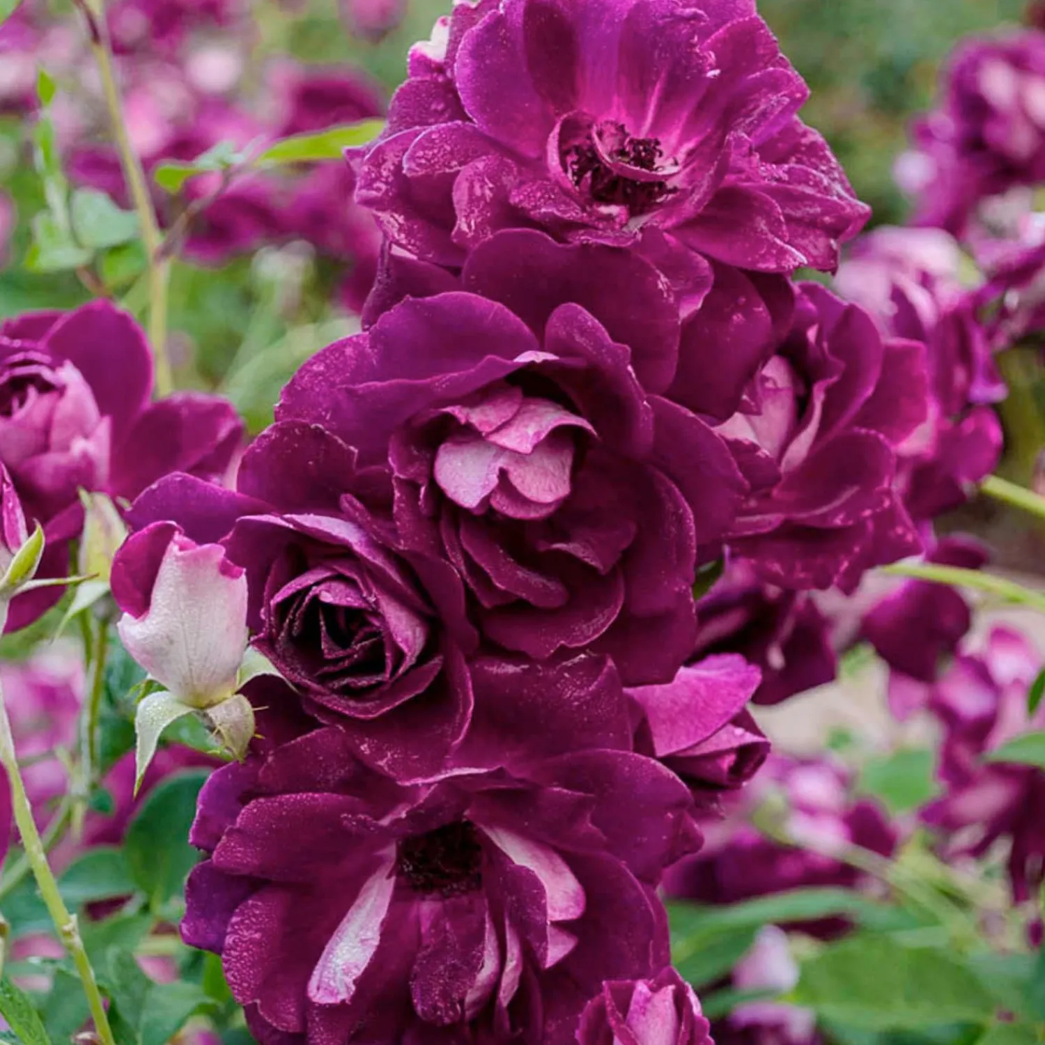 burgundy_iceberg___gallon_0.webp Burgundy Iceberg - 1 Gallon>Roger's Gardens Discount